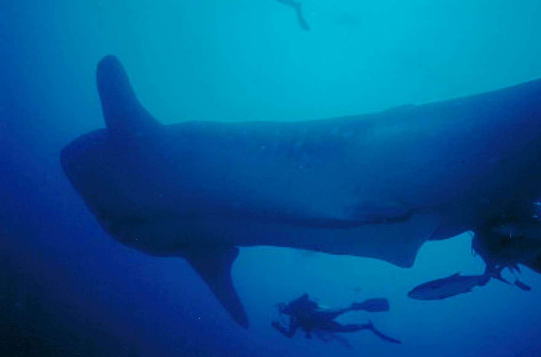 whale shark